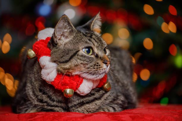 istock Tabby Cat Wearing Christmas Collar 1292479288