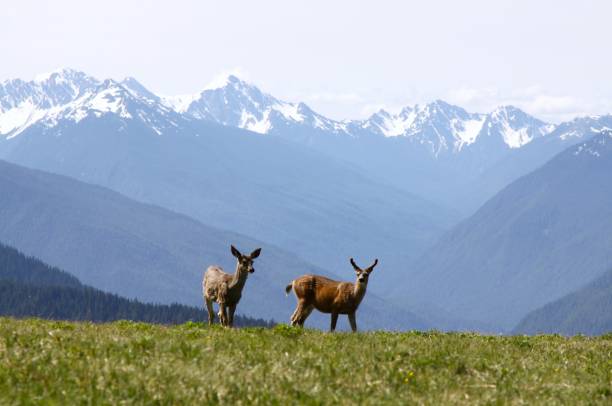 istock Two Deer In The Meadows Of Hurricane Ridge 1292480799
