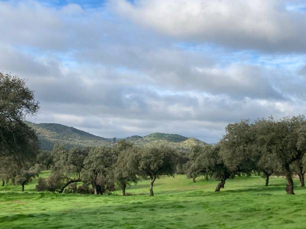 istock Meadow landscape, with green grass, holm oaks and clouds 1292481520