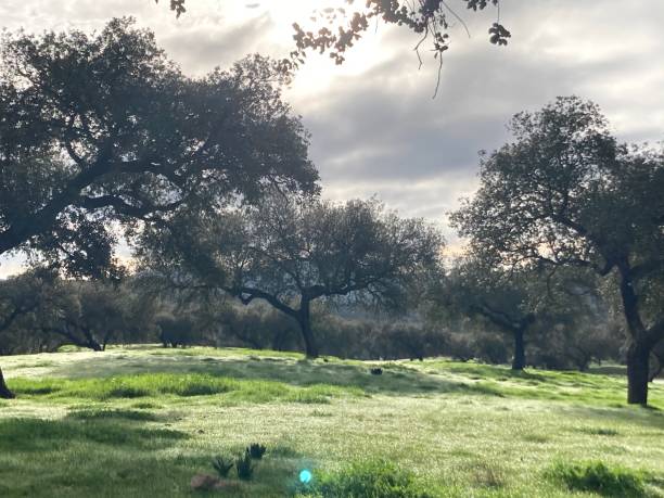 istock Meadow landscape, with green grass, holm oaks and clouds 1292481533