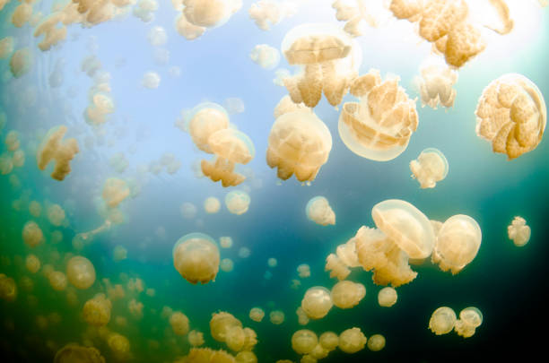 Sky and Jellyfishes A School of Jellyfish in Jellyfish lake in Palau palau stock pictures, royalty-free photos & images