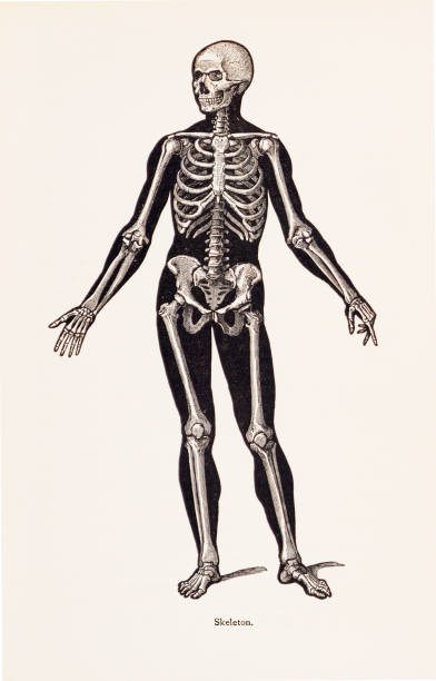 ilustracja biomedyczna: ludzki szkielet - lithograph stock illustrations