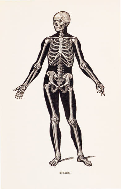 Biomedical Illustration: Human Skeleton Vintage medical illustration features the human skeleton. vintage medical diagrams stock illustrations