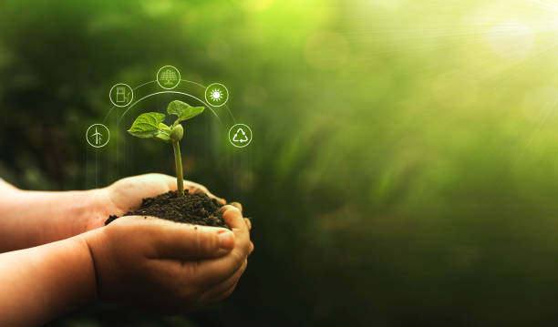 istock Hands protecting green plant on sunny background. Environment and ecology concept. Sources for renewable, sustainable development. 1292482578