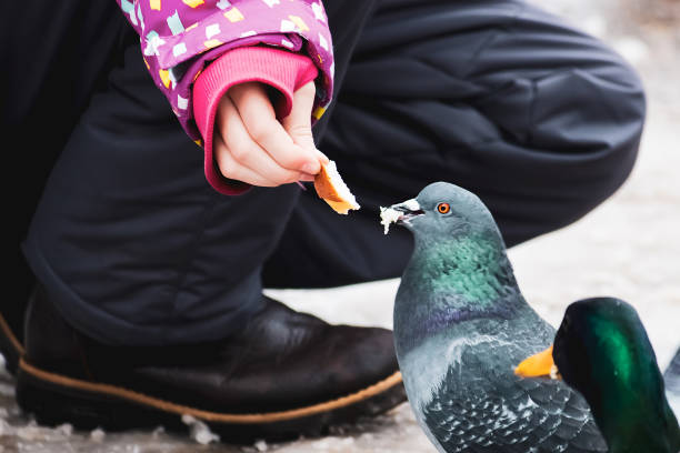 Girl feeds pigeon with bread from her hands.