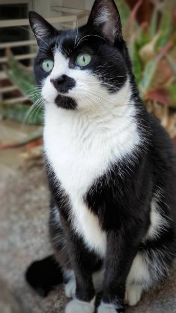 istock One Tuxedo cat sitting down looking away. 1292486747
