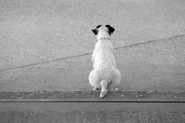 istock dog waiting for its owner 1292488606