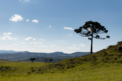 Stunning landscape with the mountains and the coniferous tree, the Araucaria angustifolia at the Serra Catarinense