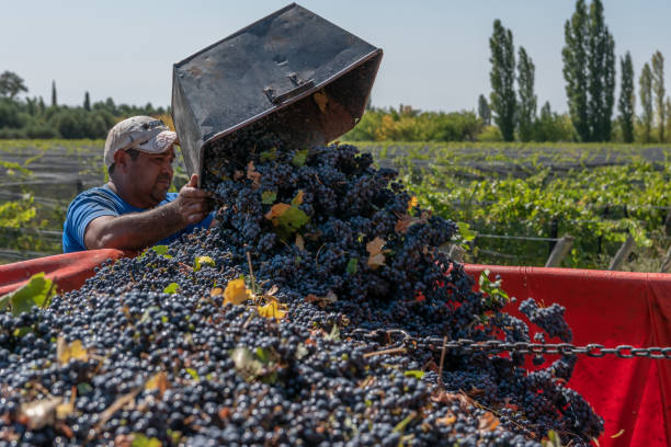 istock men carriage grapes in vineyards 1292489614