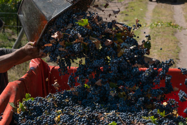 istock men carriage grapes in vineyards 1292489647