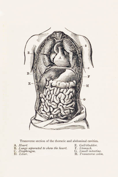 Biomedical Illustration: Thoracic and Abdominal Cavities Vintage medical illustration features a transverse section of the thoracic cavity and abdominal cavity. vintage medical diagrams stock illustrations