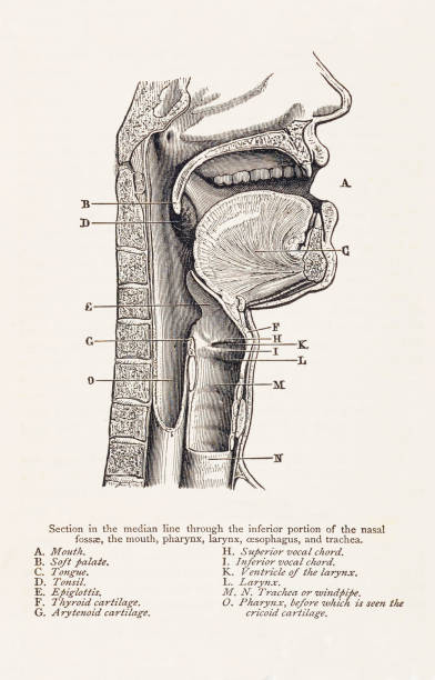 biomedizinische illustration: mund/throat anatomie - medizinische zeichnung stock-grafiken, -clipart, -cartoons und -symbole