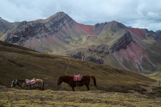 istock Rainbow Mountain (Mt. Binikunka) Alpine plants and animals suddenly appear in the unexplored Andes Mountains of Peru, South America 1292491313