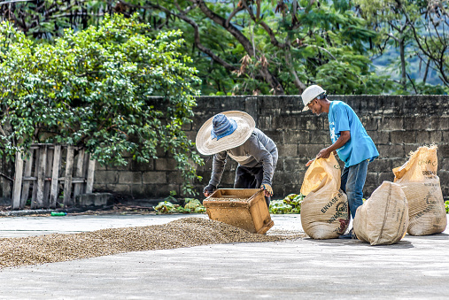 January 22, 2020 San Jose De Ocoa, Dominican Republic. workers spreading and racking beans of coffee in the sun to prepare for roasting.