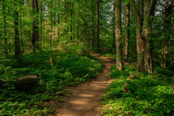 majestic forest idyllic nature environment space scenic view of green foliage everywhere and dirt trail touristic path way through beautiful place