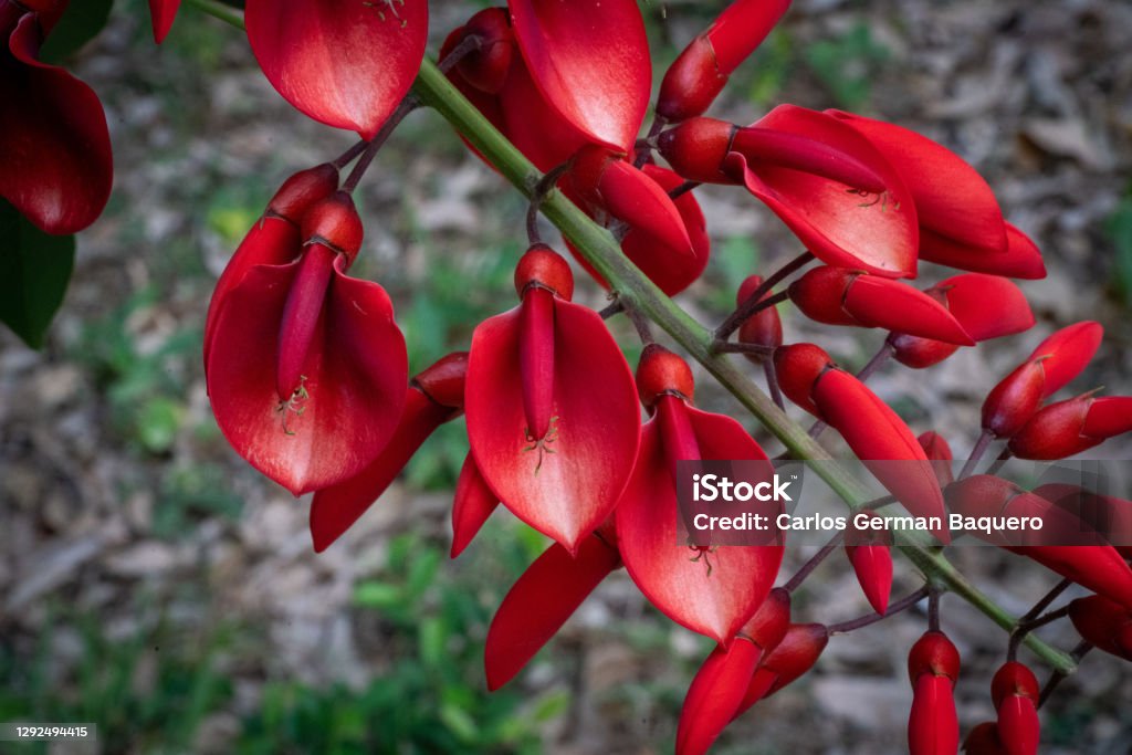 El Árbol De Ceibo Floreció Es La Flor Nacional De Argentina Foto de stock y más banco de imágenes de Aire libre - iStock El Árbol De Ceibo Floreció Es La Flor Nacional De Argentina Foto de stock y más banco de imágenes de Aire libre - iStock