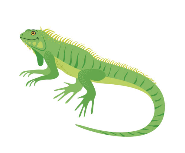 der charakter. iguana. eidechse. reptile. vektor-illustration - eigentlicher leguan stock-grafiken, -clipart, -cartoons und -symbole