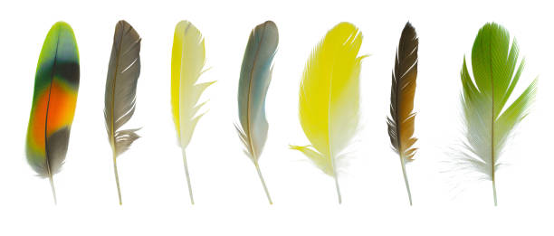 istock Beautiful collection feather isolated on white background 1292497485