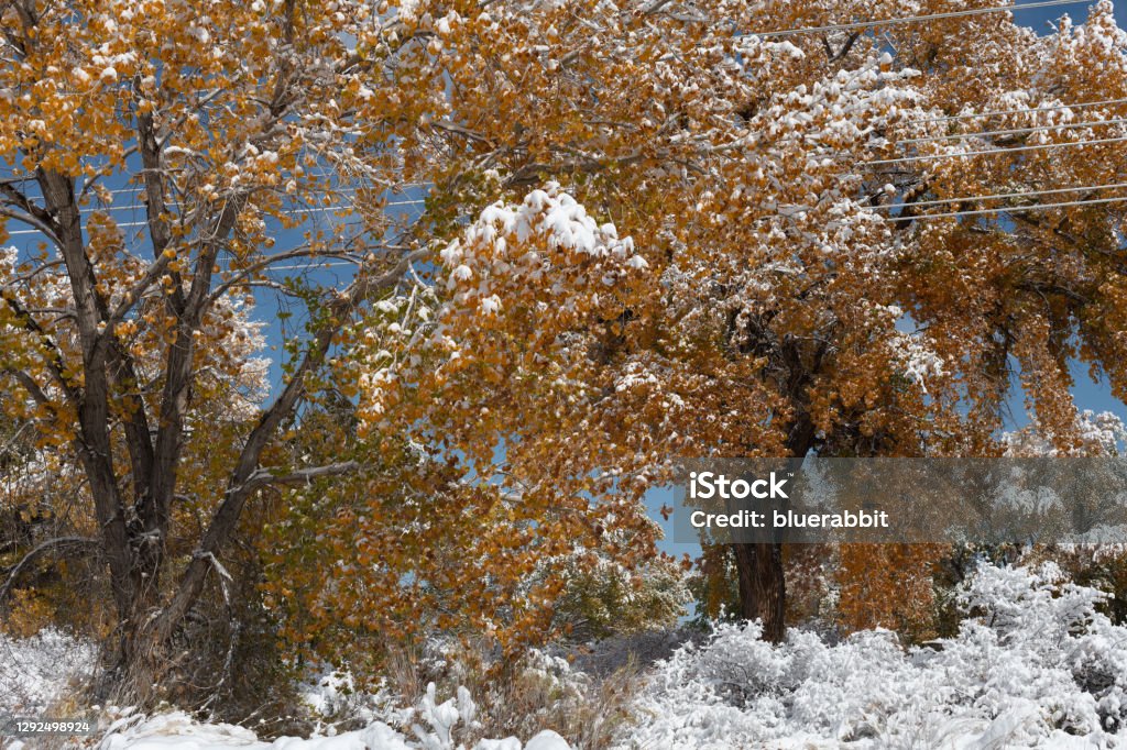 Autumn cottonwoods after a Snow Storm After a late autumn storm, wet snow rests on autumn cottonwoods in western Colorado. Autumn Stock Photo