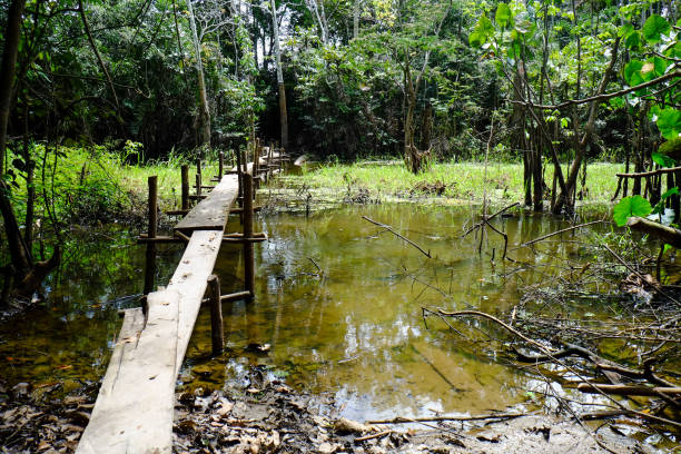 istock Deep Amazon landscape of Iquitos, Peru, South America 1292499836