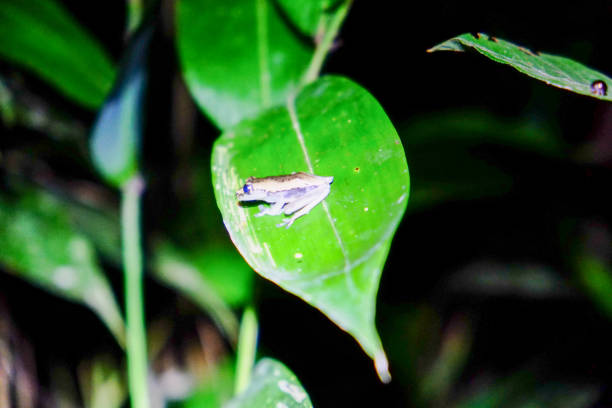 istock Deep Amazon landscape of Iquitos, Peru, South America 1292499881
