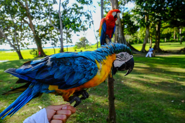 istock Deep Amazon landscape of Iquitos, Peru, South America 1292499896