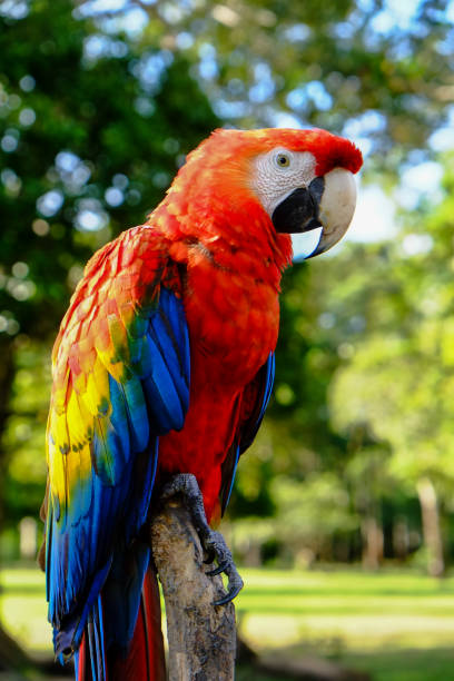 istock Deep Amazon landscape of Iquitos, Peru, South America 1292499904