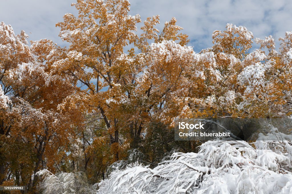 Snow on Autumn Leaves After a late autumn storm, wet snow rests on autumn cottonwoods in western Colorado. Backgrounds Stock Photo