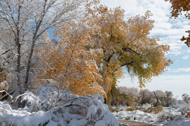 istock Autumn landscape after a snow storm 1292500026