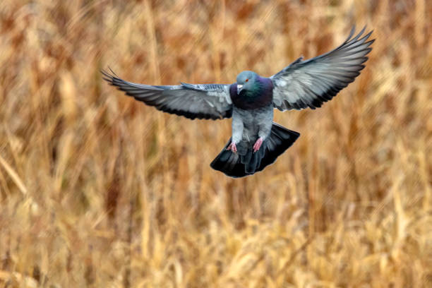istock rock pigeon flying at lakeside 1292500102