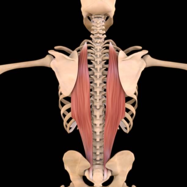 iliocostalis anatomía muscular para concepto médico ilustración 3d - músculo esplenio cervical fotos fotografías e imágenes de stock