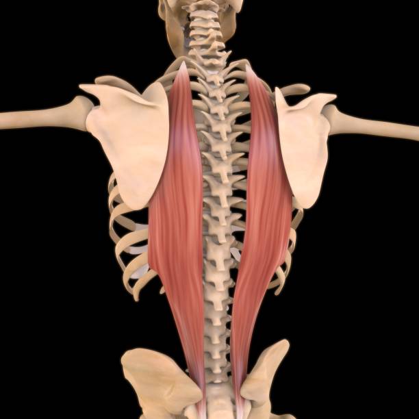 iliocostalis anatomía muscular para concepto médico ilustración 3d - músculo esplenio cervical fotos fotografías e imágenes de stock
