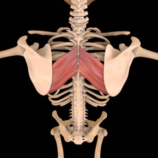 rhomboid mayor anatomía muscular para concepto médico ilustración 3d - músculo esplenio cervical fotos fotografías e imágenes de stock