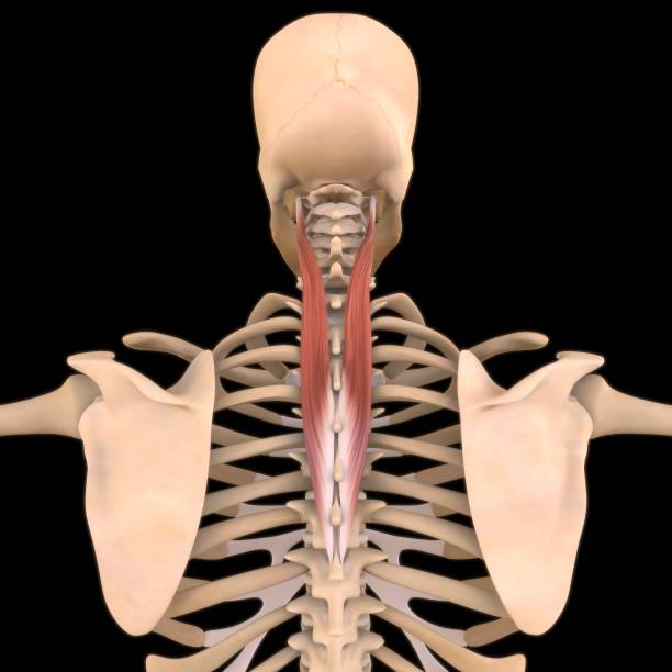 anatomie musculaire de cervicis de splenius pour l’illustration 3d médicale de concept - cervicis photos et images de collection