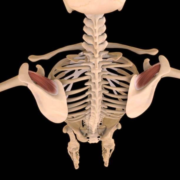 anatomía muscular de supraspinatus para concepto médico ilustración 3d - músculo esplenio cervical fotos fotografías e imágenes de stock