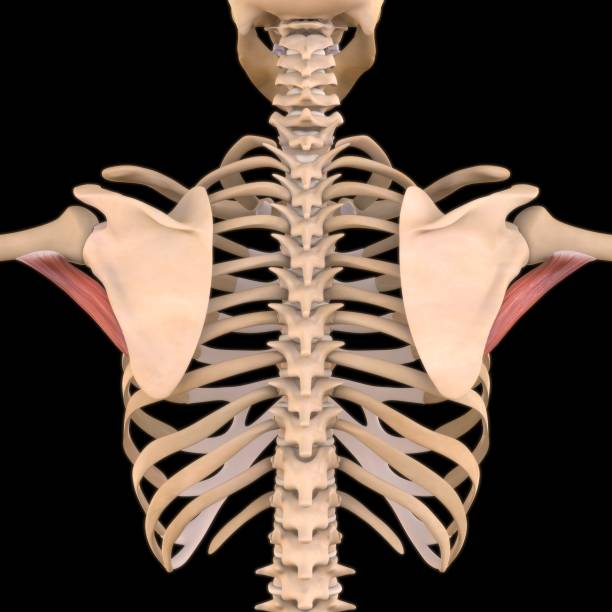 teres major muscle anatomy for medical concept 3d illustration - músculo esplenio cervical fotos fotografías e imágenes de stock