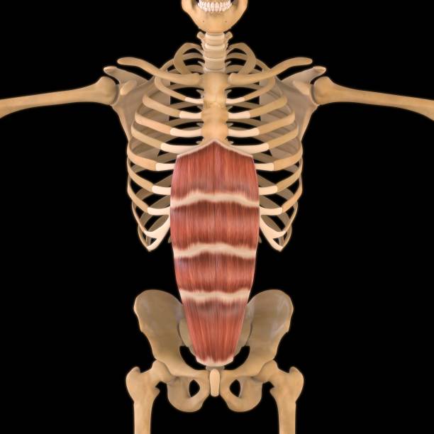 rectus abdominis anatomía muscular para concepto médico ilustración 3d - músculo esplenio cervical fotos fotografías e imágenes de stock