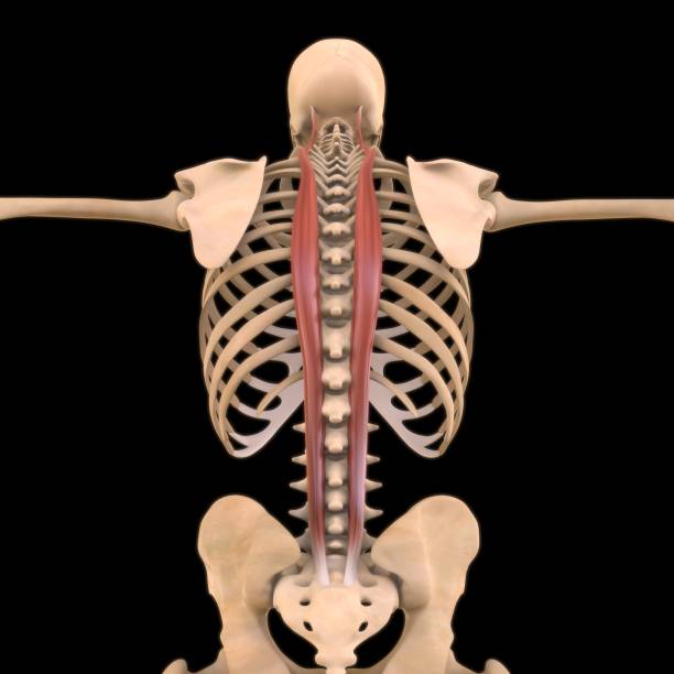 longissimus anatomía muscular para concepto médico ilustración 3d - músculo esplenio cervical fotos fotografías e imágenes de stock