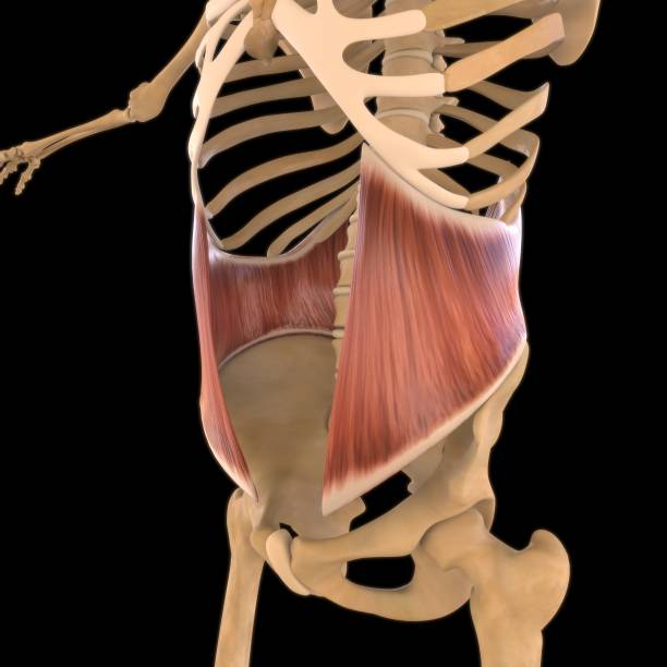 anatomía oblicua interna para la ilustración 3d del concepto médico - músculo esplenio cervical fotos fotografías e imágenes de stock