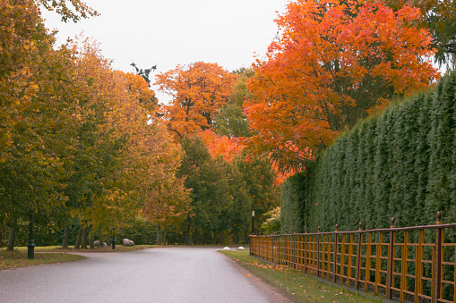 A scenic road lined with colorful tall trees