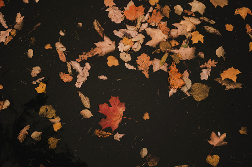 Bright autumn leaves fallen into the water.