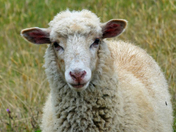 istock Sheep in nature on meadow looking at camera 1292506462