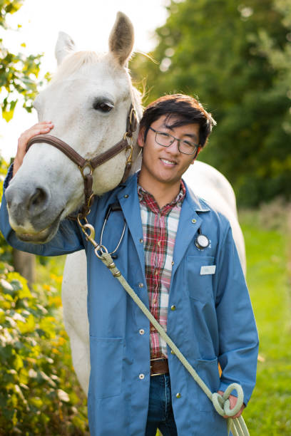 Male veterinary student of Asian ethnicity in blue lab coat at a stable in Ontario, Canada Doctor of Veterinary Medicine, DVM, program in Ontario, Canada vet treating horse stock pictures, royalty-free photos & images