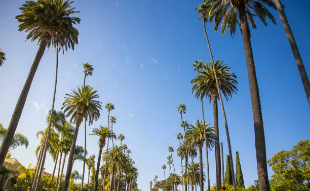 A street lined with palm trees in Beverly Hills, California