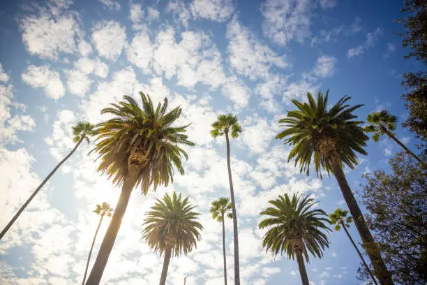 A street lined with palm trees in Beverly Hills, California