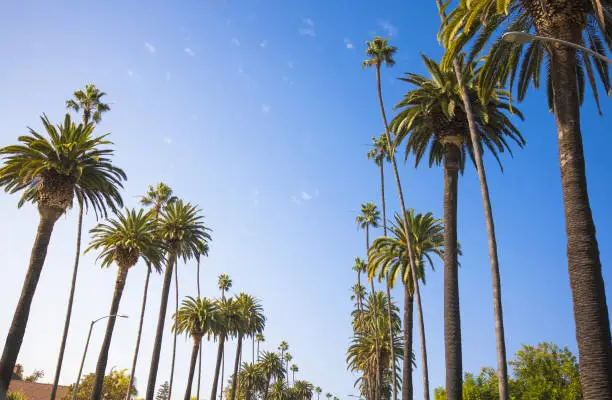 A street lined with palm trees in Beverly Hills, California