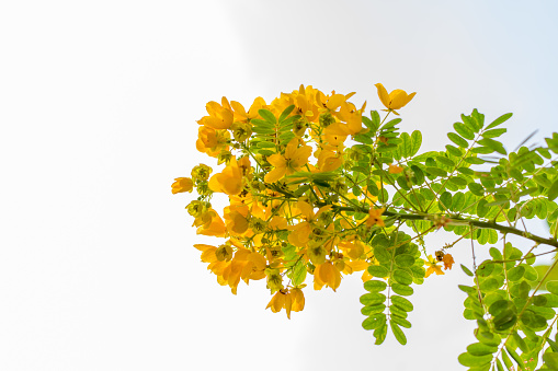 Flower of Scrambled Egg Tree, Sunshine Tree, or Senna surattensis, Yellow flower bush on tree