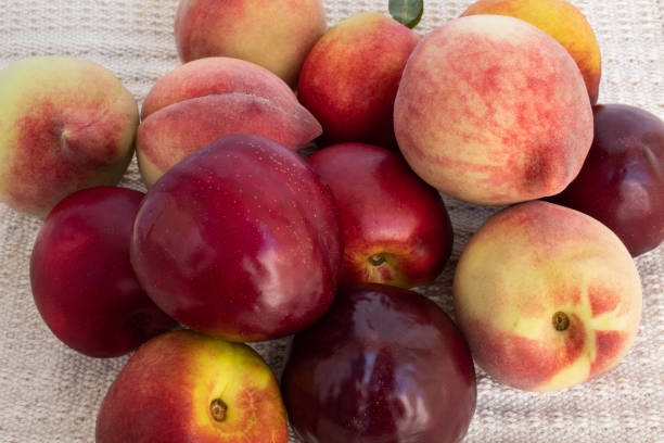 delicious fruits on rustic background - nectarine peach red market imagens e fotografias de stock