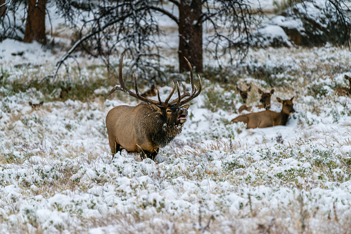 Wild bull elk in the extreme winter terrain of Rocky Mountain National Park near Estes Park, Colorado USA.