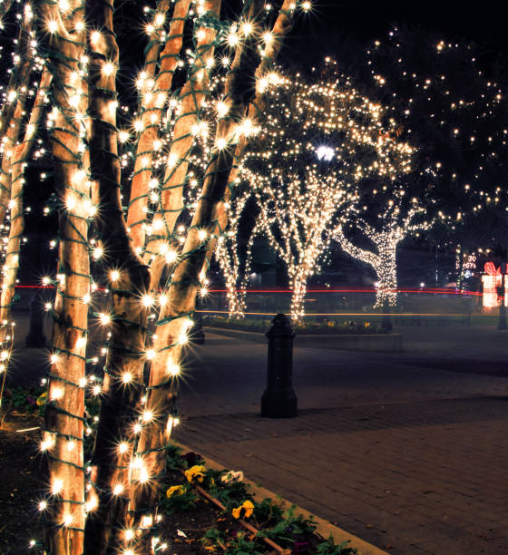 istock Trees wrapped in lights for the holidays 1292515727